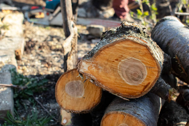 How Our Tree Care Process Works  in  Port Monmouth, NJ